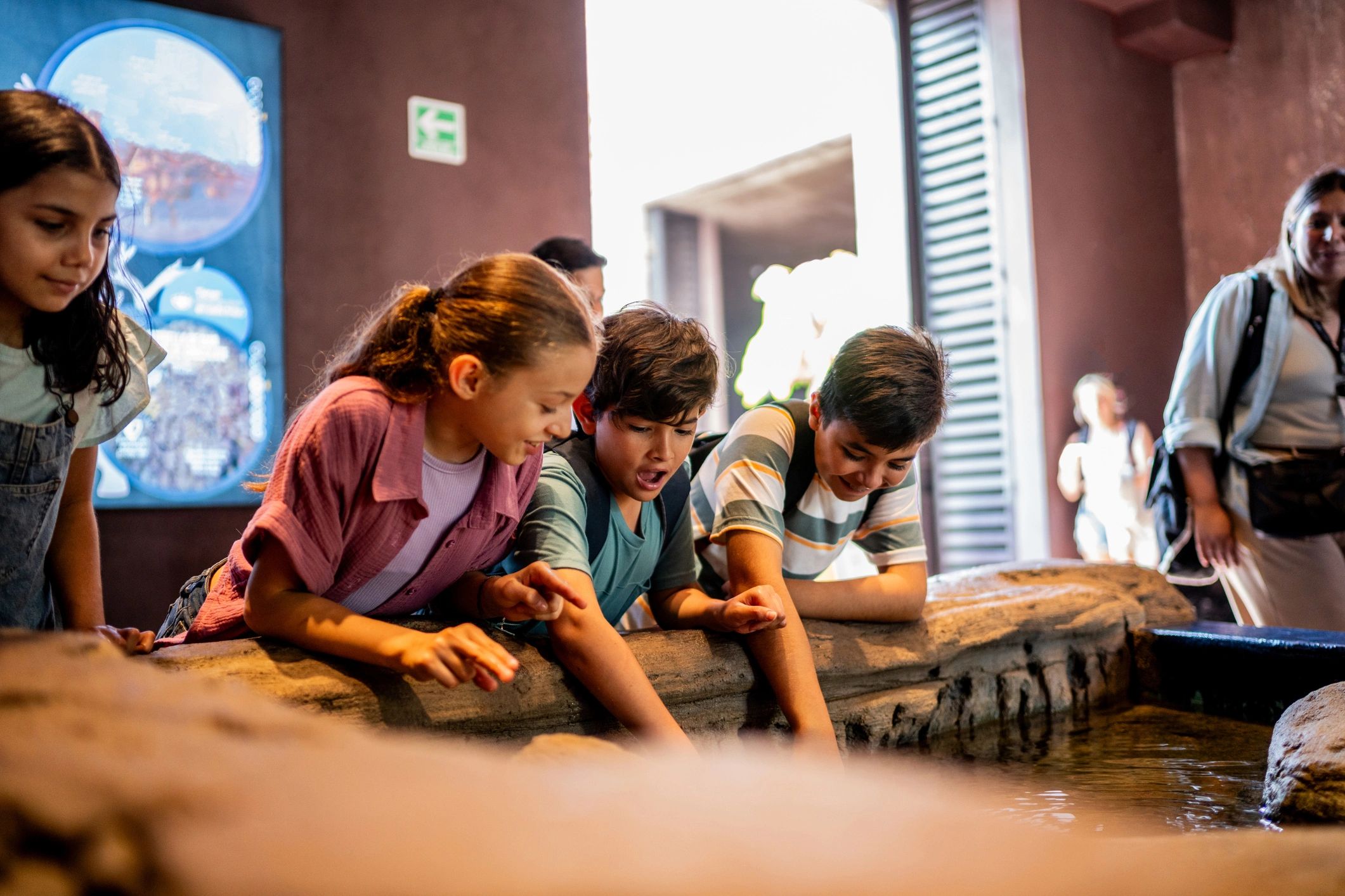 Children exploring living marine life in a water touch pool