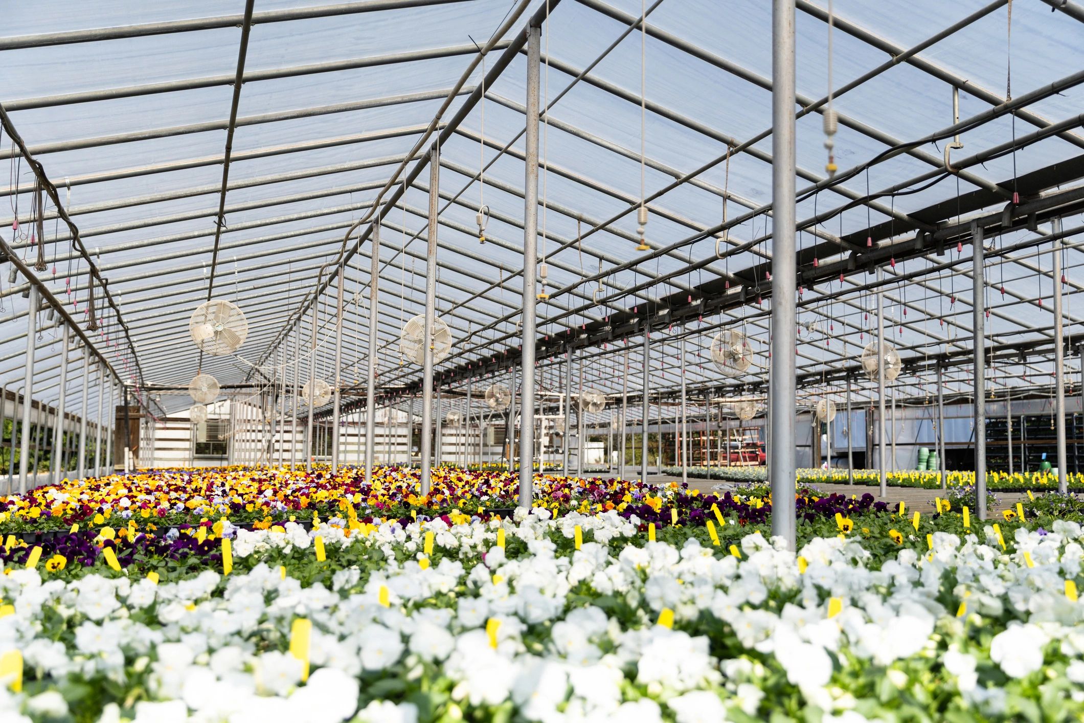 Flower and plant growing area inside a greenhouse